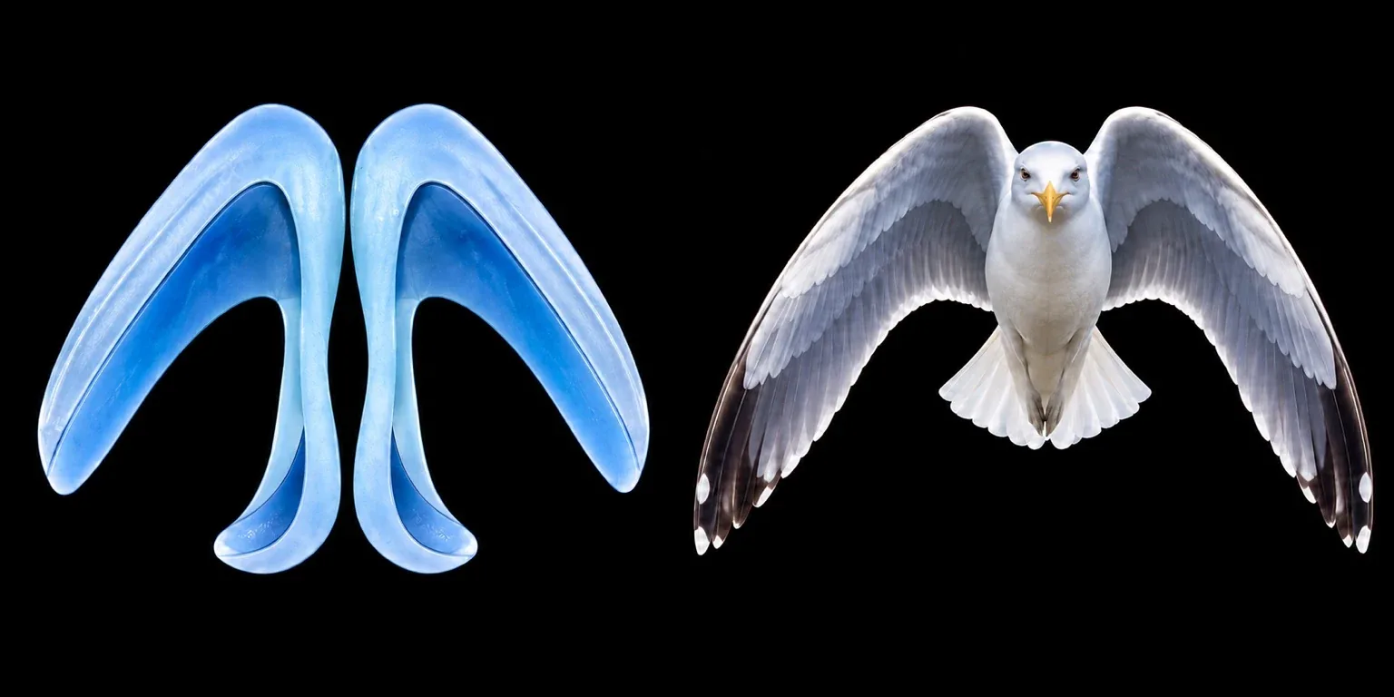 Analogía visual entre los dos cartílagos alares y un ave con las alas extendidas