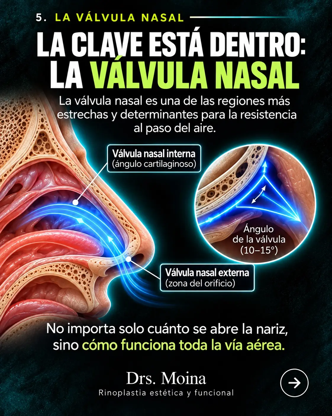 El tabique nasal: ilustración educativa sobre anatomía y respiración nasal