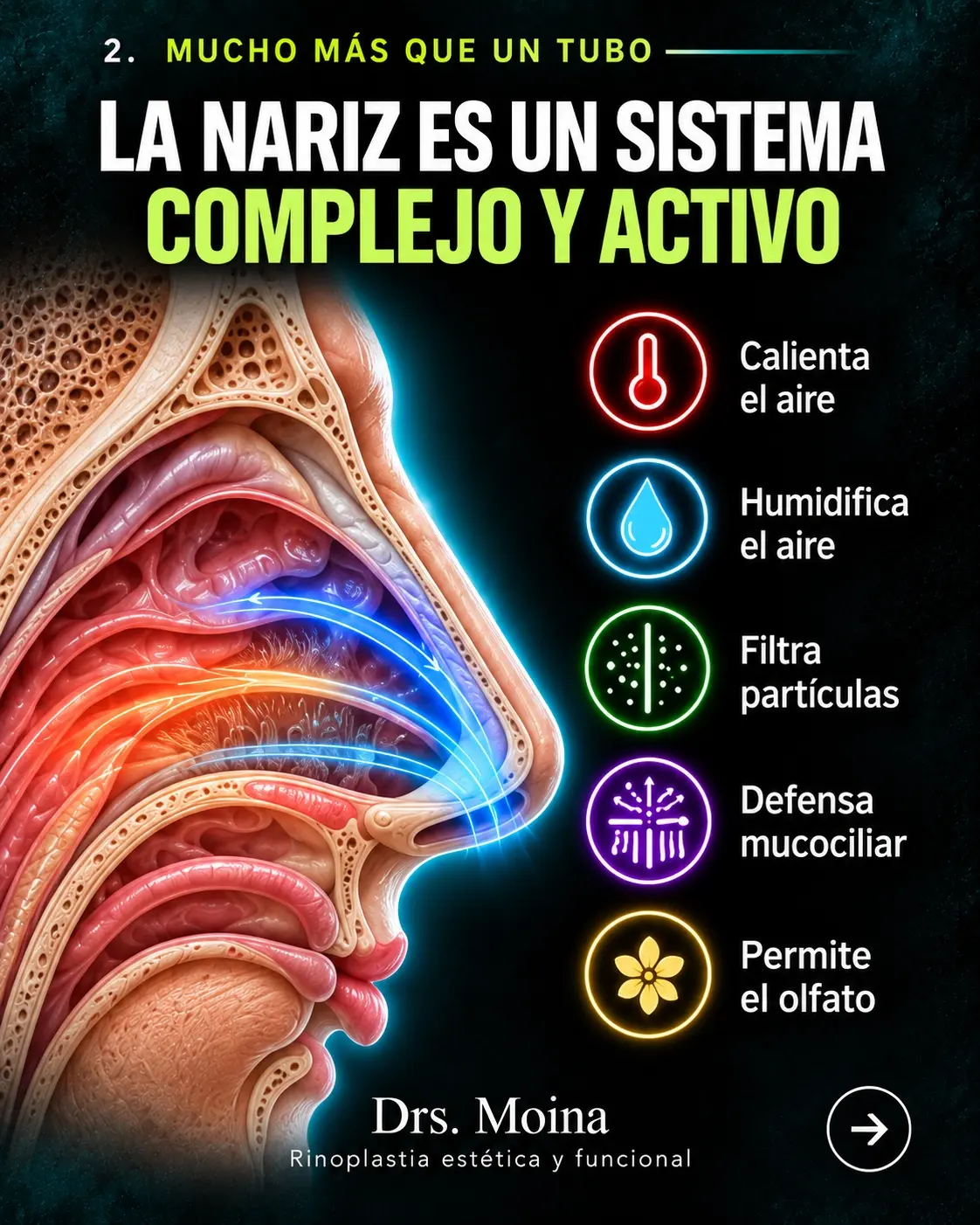 La evidencia actual: ilustración educativa sobre anatomía y respiración nasal
