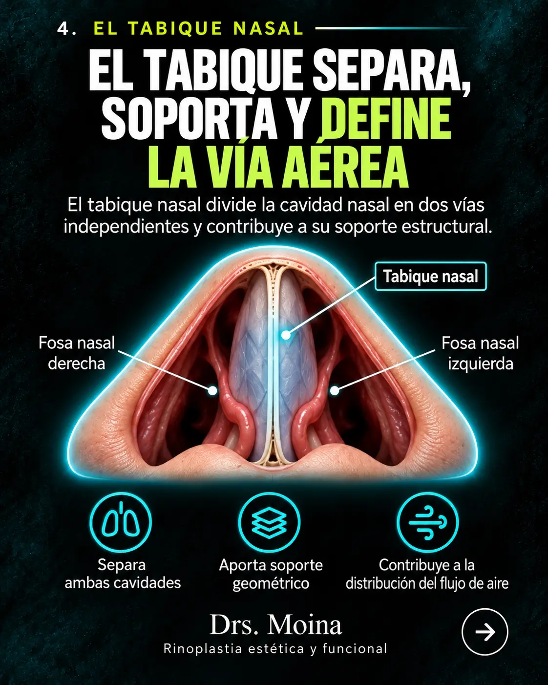 La válvula nasal: ilustración educativa sobre anatomía y respiración nasal
